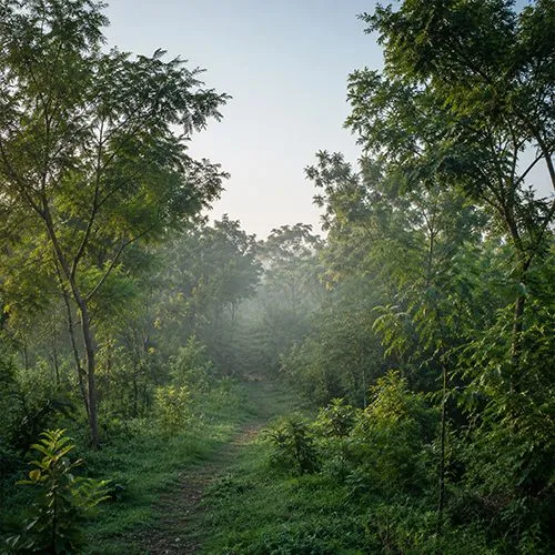 ROOTED IN RESPONSIBILITY Sustainability