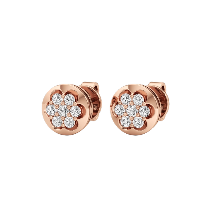 Splendore Rose