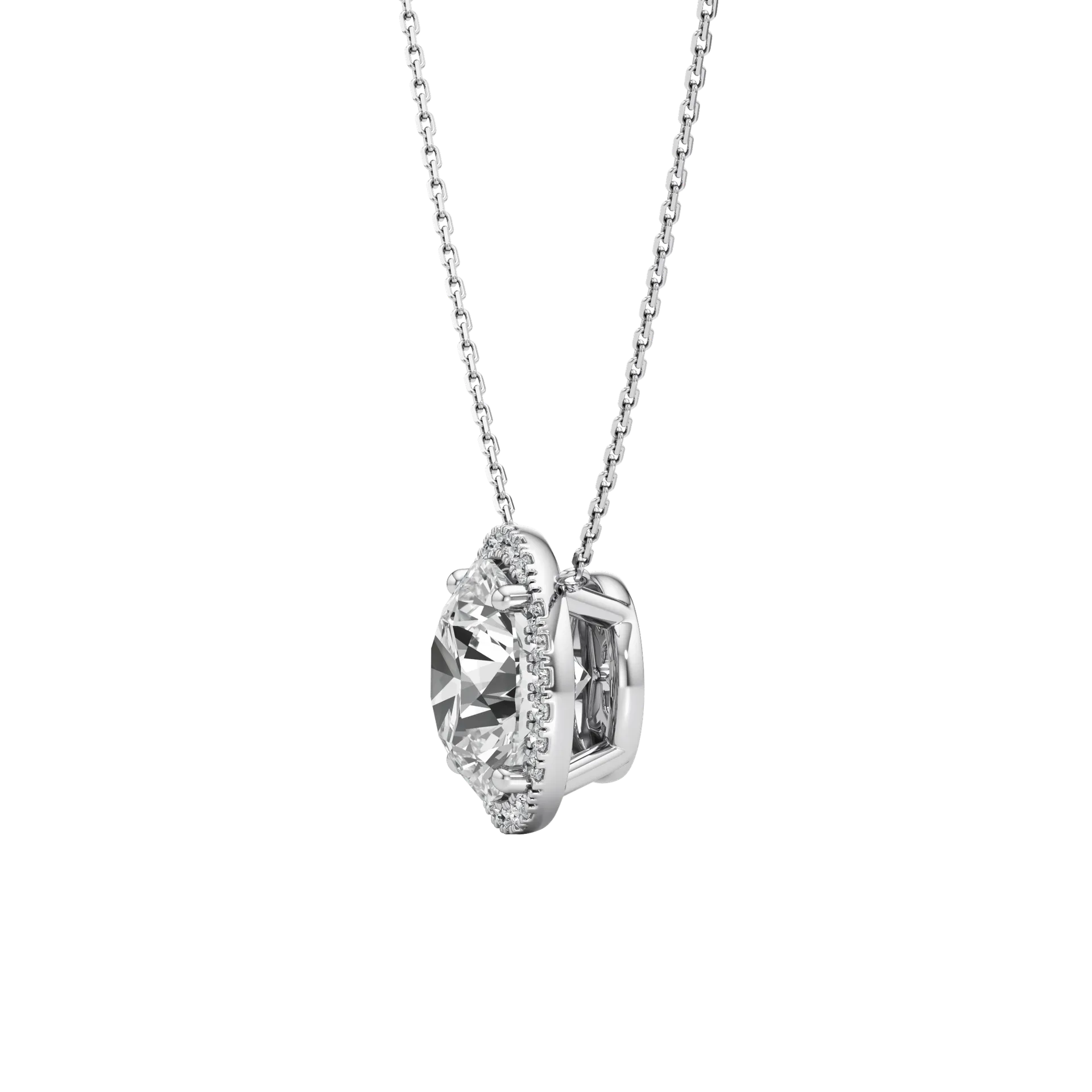 Celée Majeure White 3