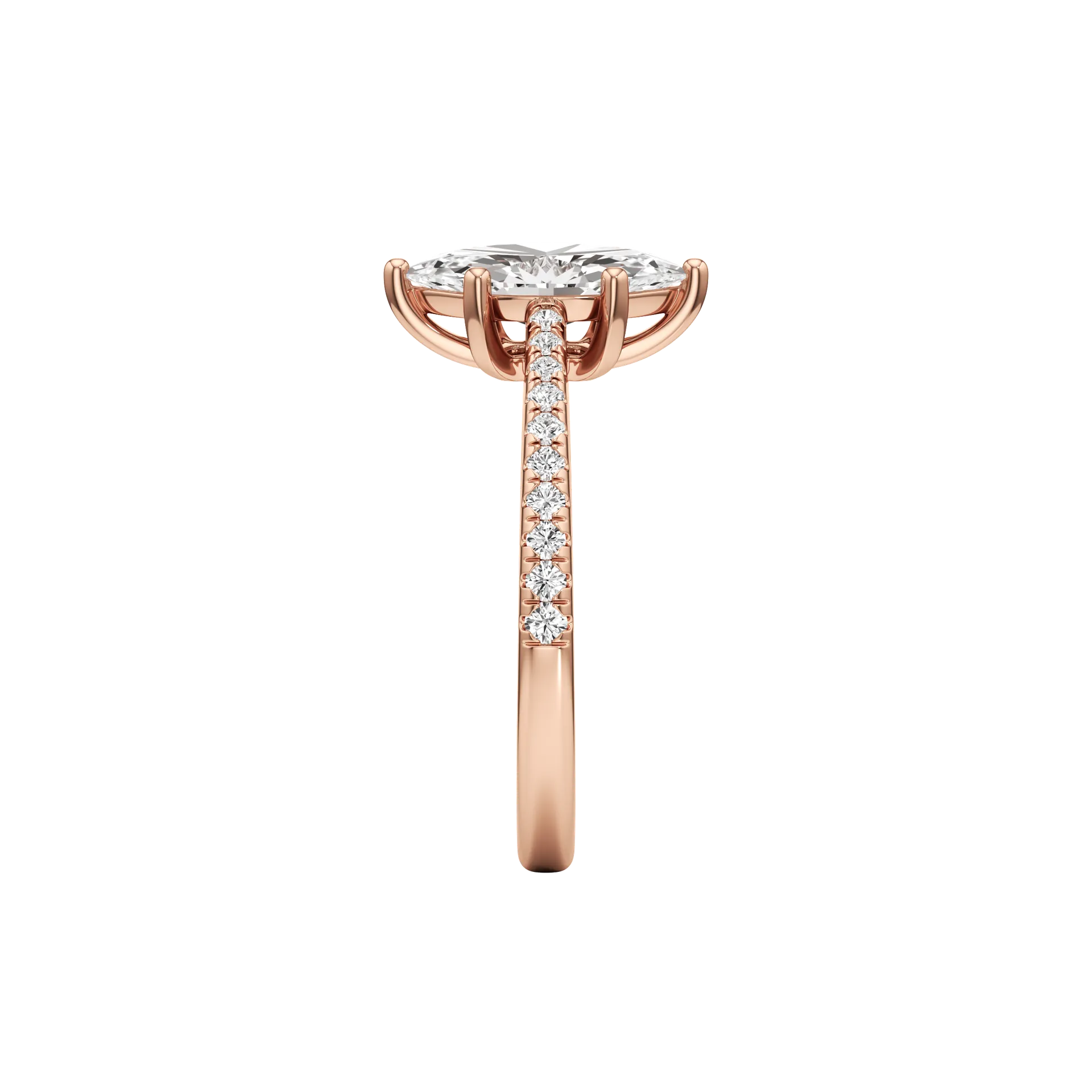 Magnifique Vive Rose 4