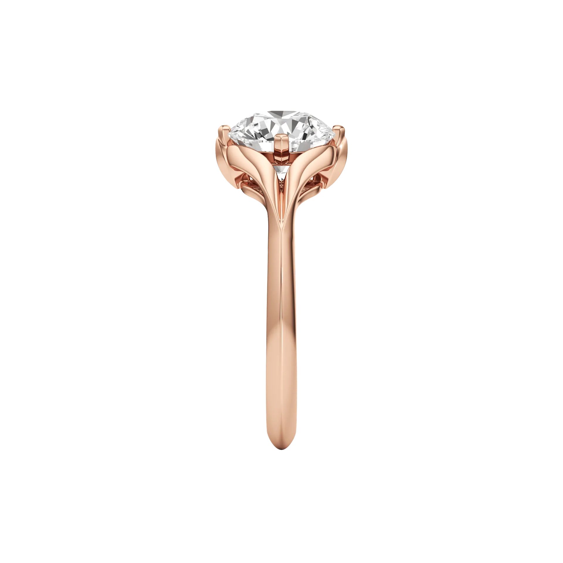 Absolune Claire Rose 4